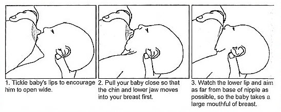 breastfeeding-latch-diagram.jpg